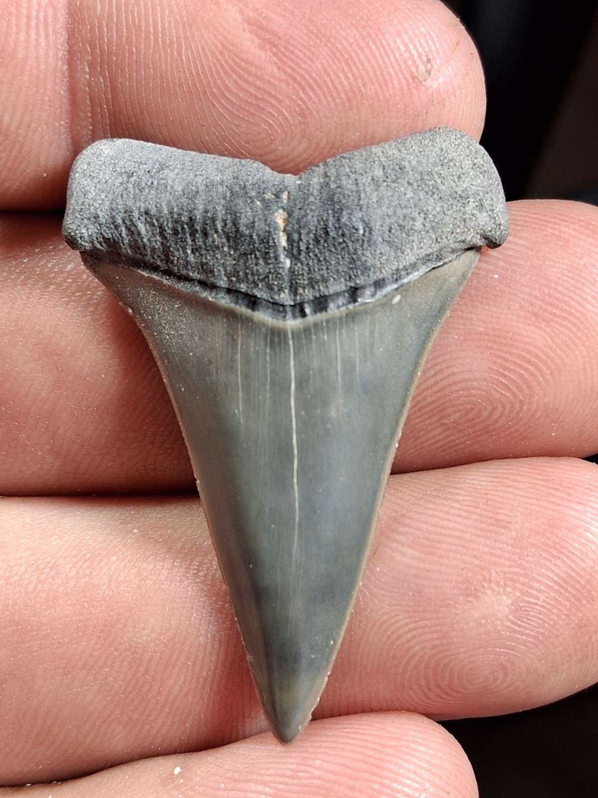 Extinct Lesser Great White Mako Hastalis From Venice Fl Golden Beach 1.71