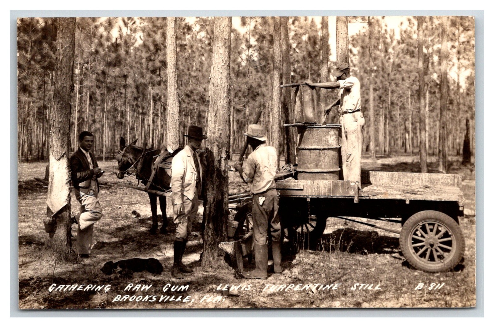 BROOKSVILLE Florida RPPC ~ Men gathering Gum Turpentine on plantation farm