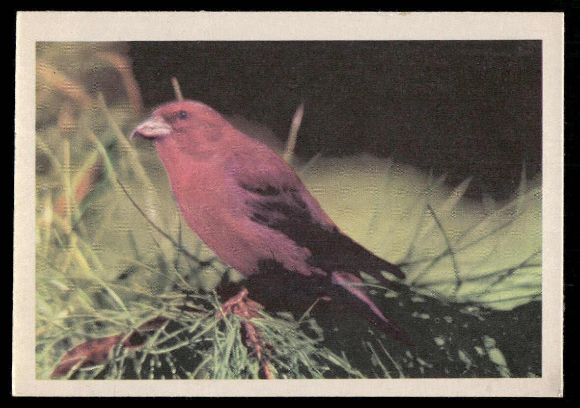 Sierra Red Crossbill 1957 Oak Animal Bird Card (NM)