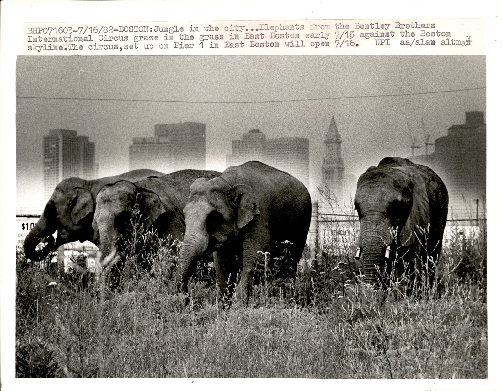 LG19 1982 Original Photo BENTLEY BROTHERS INTERNATIONAL CIRCUS ELEPHANTS BOSTON
