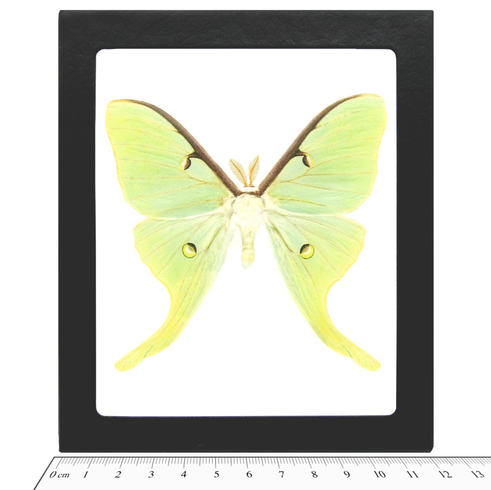 Actias luna REAL FRAMED GREEN NORTH AMERICAN LUNESTA MOTH