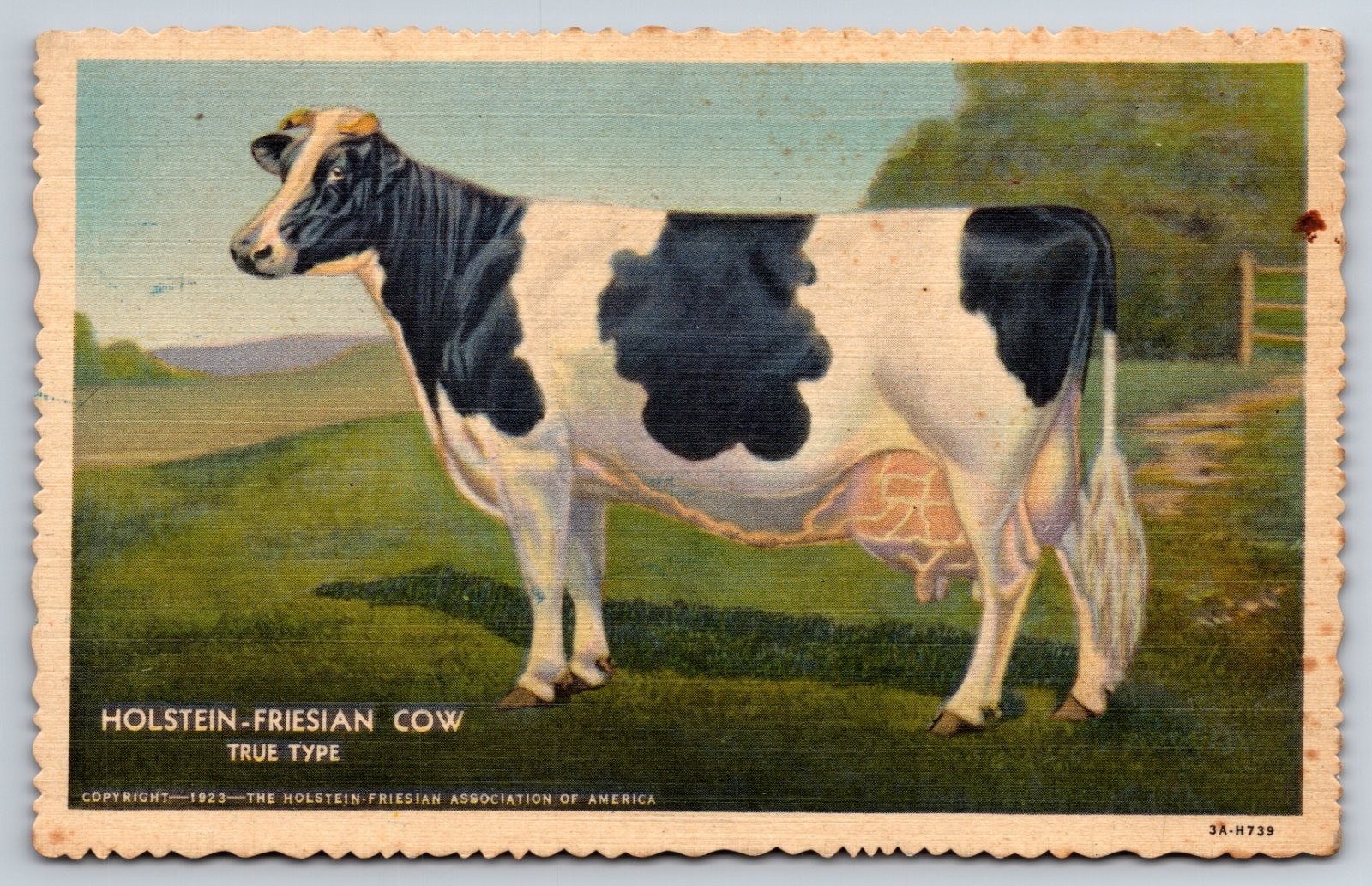 Holstein-Friesian Cow True Type Curt Teich Postcard