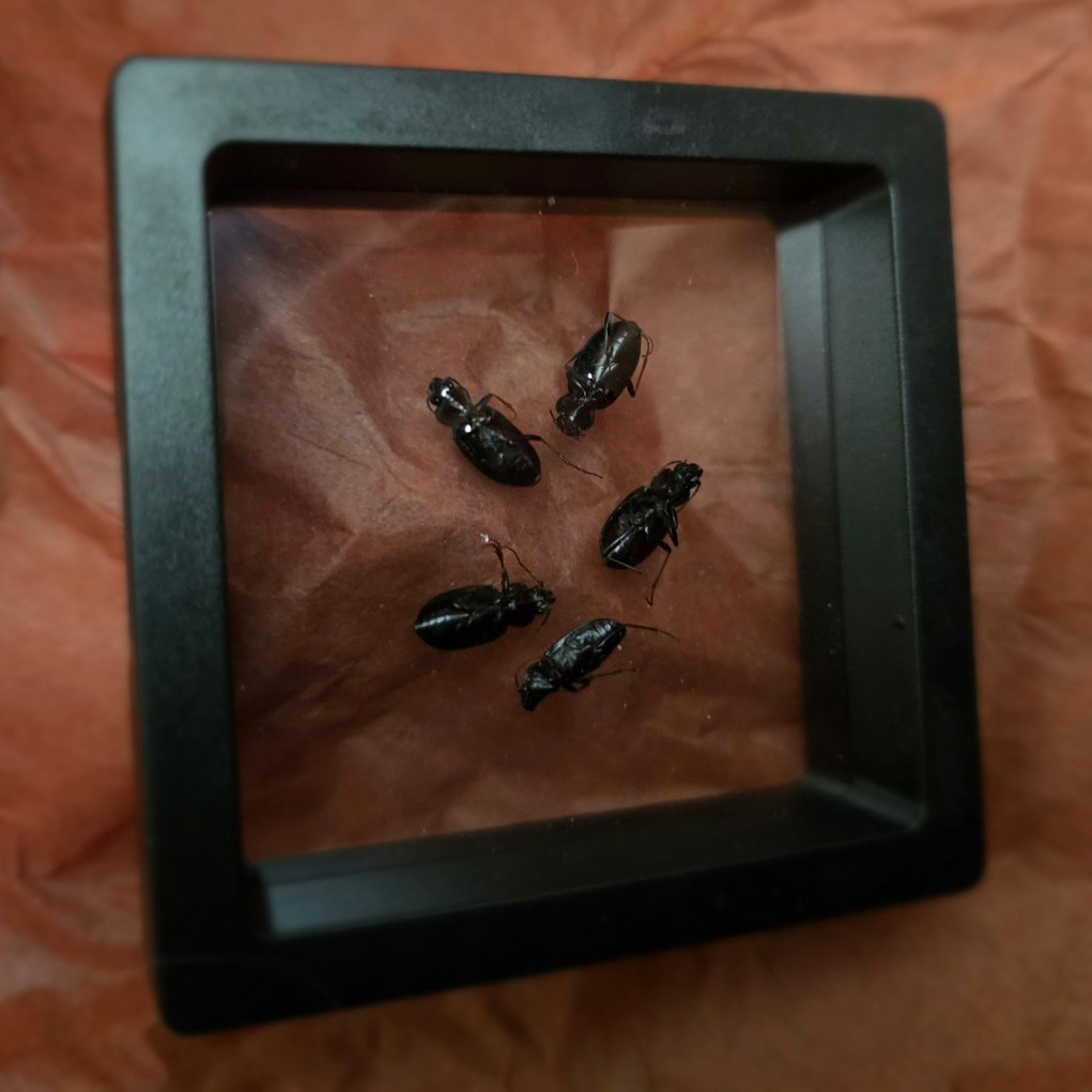 Ground Beetle Specimens in Black Display Frame, Framed Shadow Box Display Case