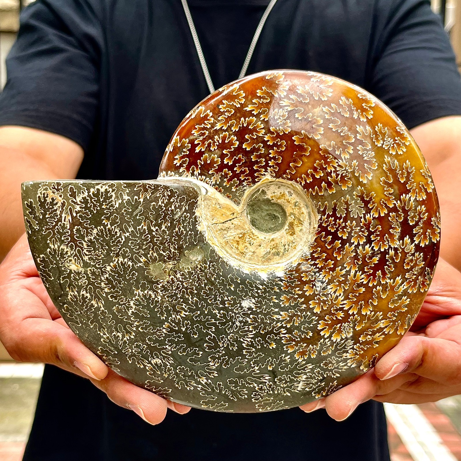 2.66LB Rare natural polished Natural conch fossil specimens of Madagascar