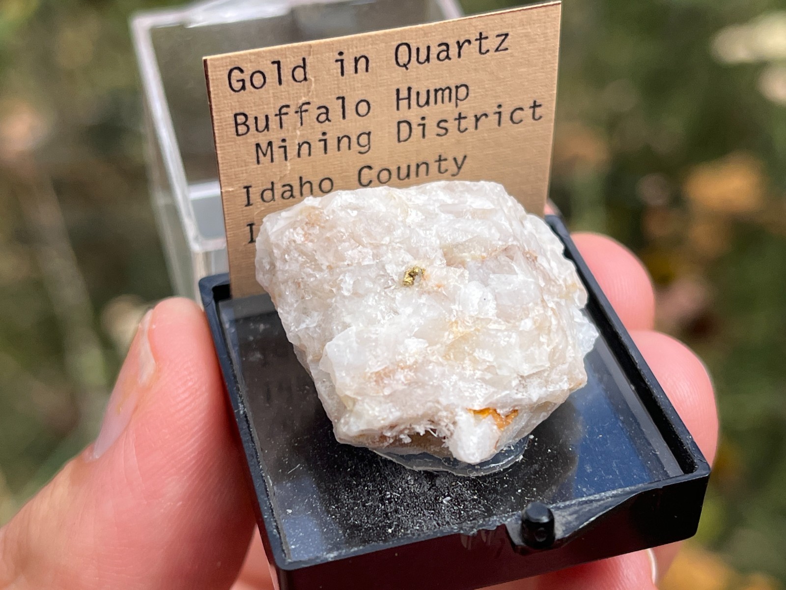 Native Gold in Quartz - Buffalo Hump Mining District, Idaho County, Idaho, USA
