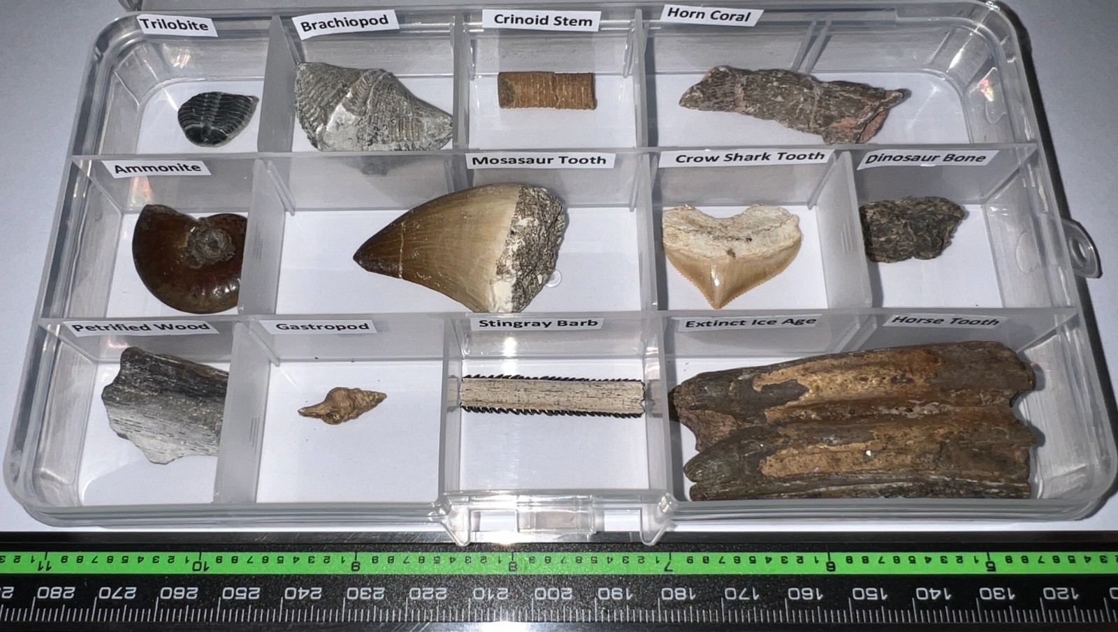 Labeled 12 REAL Fossil Lot Collection MOSASAUR, DINOSAUR, ICE AGE, SHARK TOOTH