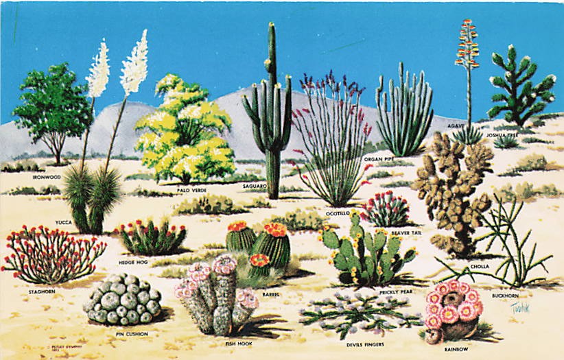 Postcard AZ: Cacti and Desert Flora of the Great Southwest, Arizona