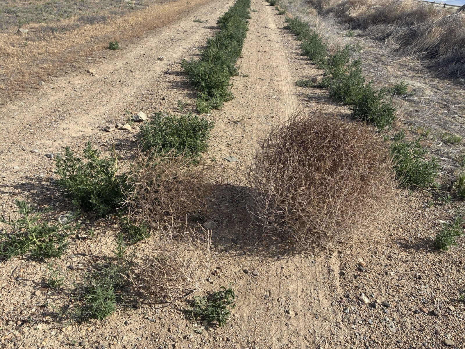 SMALL Natural Wild West Nevada Tumbleweed Tumble Weeds Hand Picked Decoration