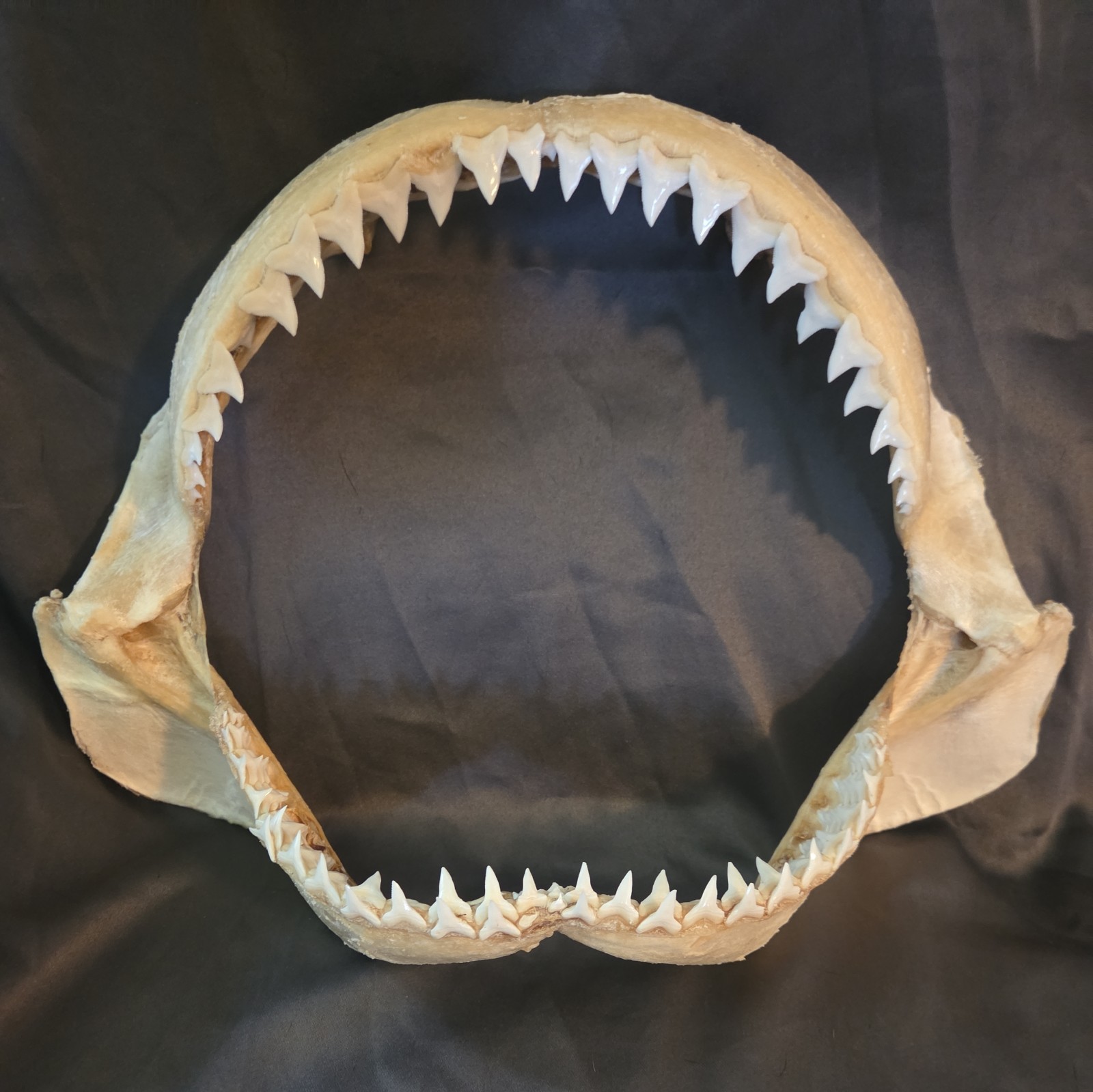 Monster Bull SHARK JAW Professionally Cleaned.  12 inches of real shark jaws