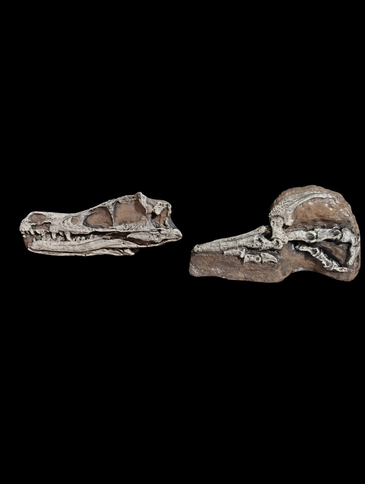 Velociraptor mongoliensis Skull And Foot Fossil Cast Replica Set- Dinosaurs-...