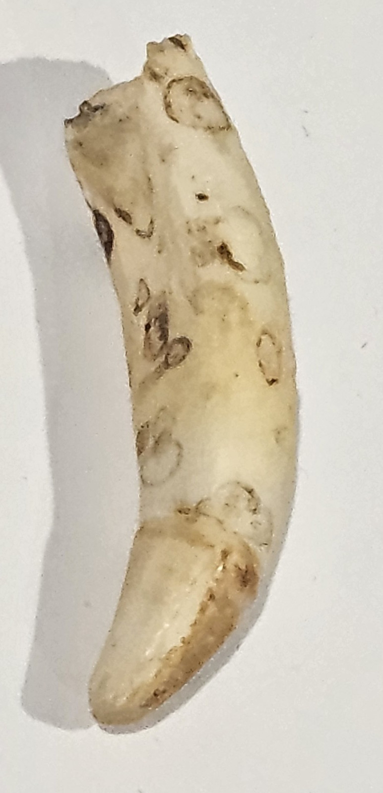 Alligator Tooth SW Florida