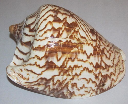 148 mm Cymbiola Aulica Nobilis Volute Seashell From Tanjung Balai , Indonesia