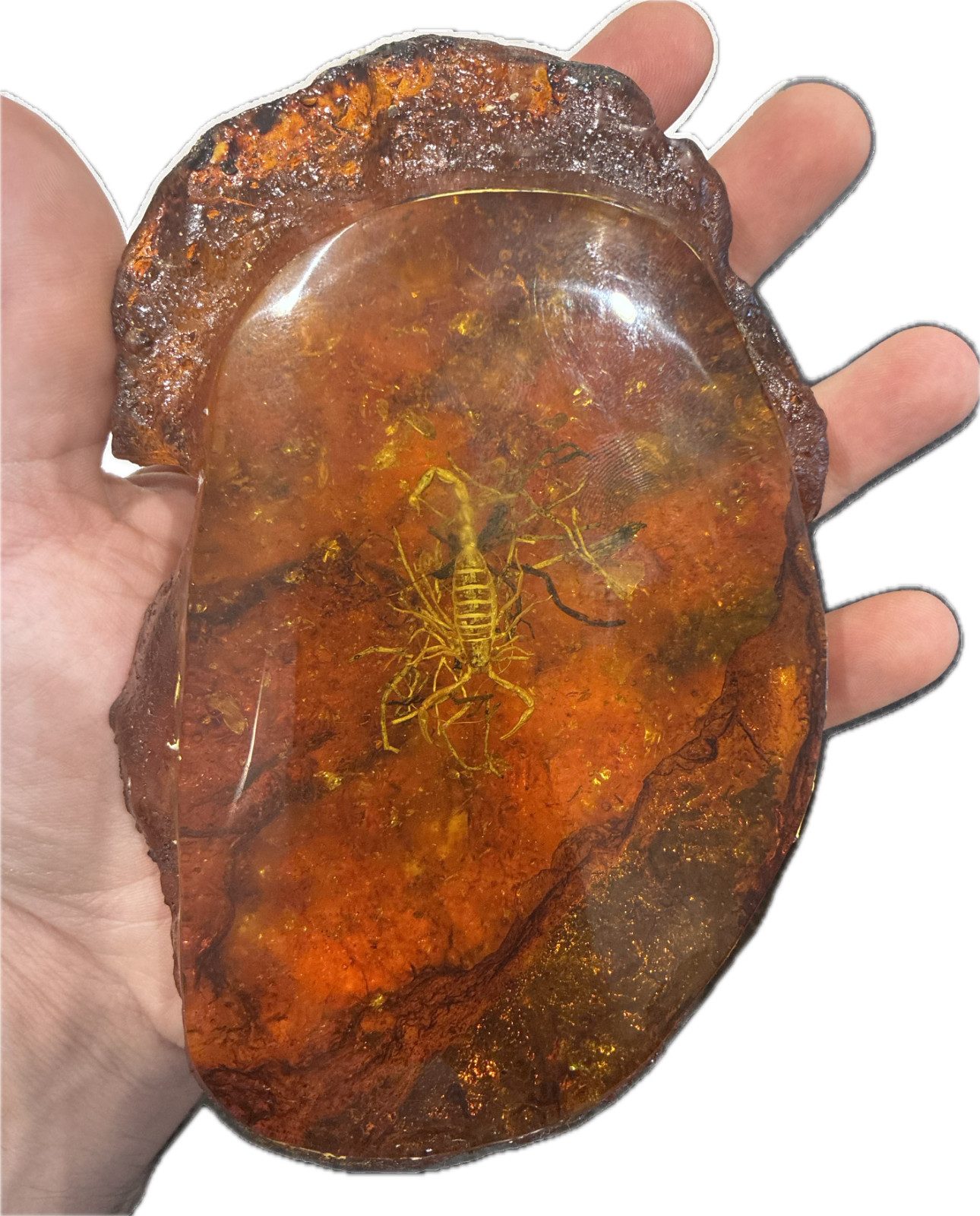 Rare Scorpion Fossil insect inclusion in Amber