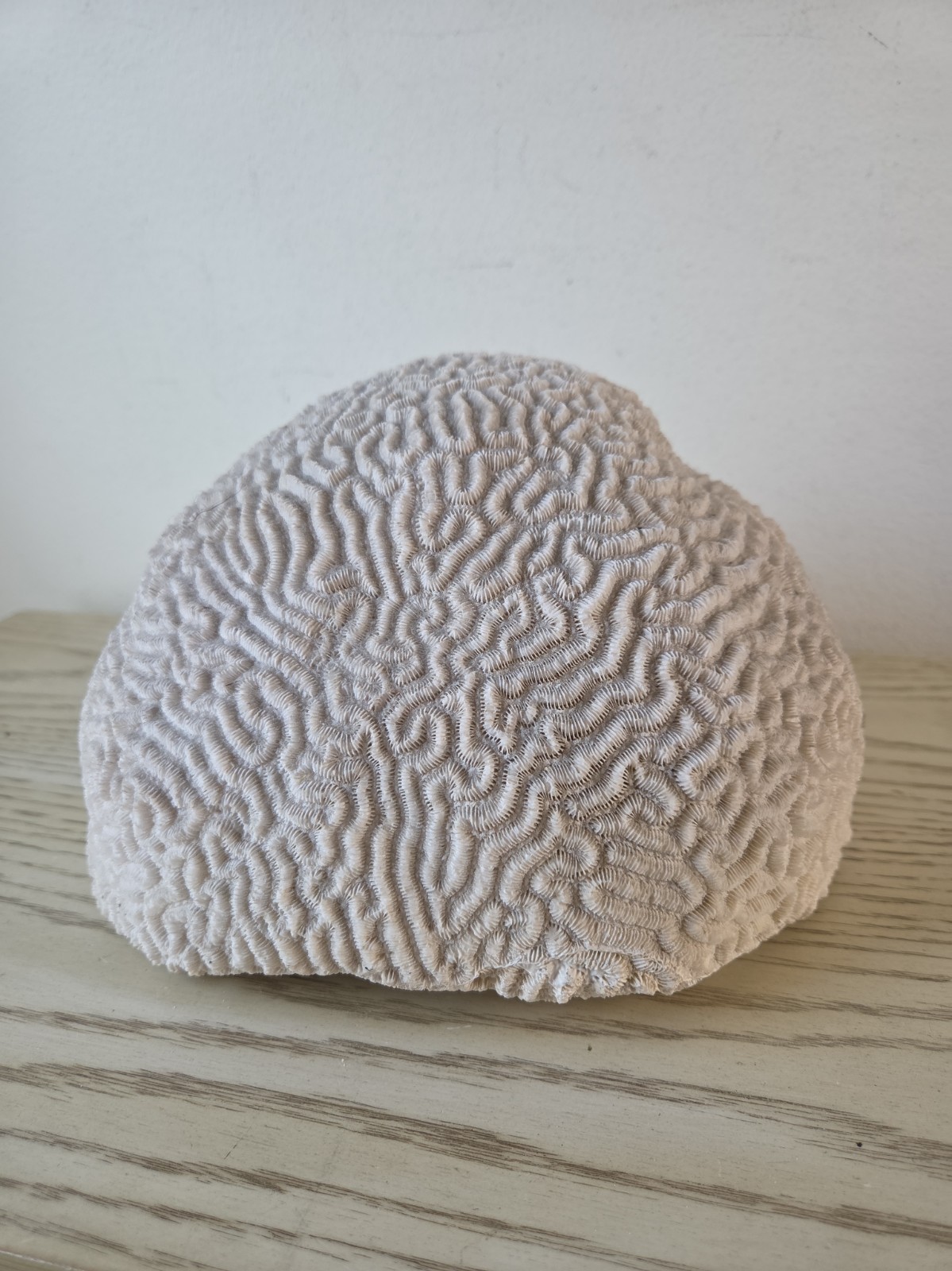 Large Natural Brain Coral Vintage Salt Water Fossil Heavy 10.2 lbs 9.5 Wide