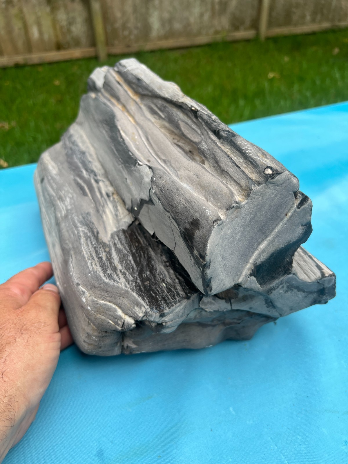 Texas Petrified Wood Large 15x9x8 Agatized Grey/BlK Log Aquascape Orchard Decor