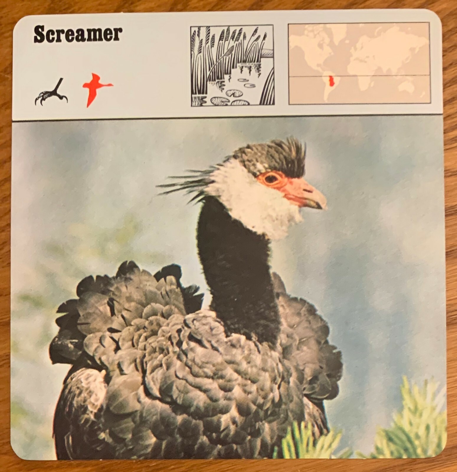 SCREAMER, 1977 EDITIONS RECONTRE COLLECTIBLE 4 3/4