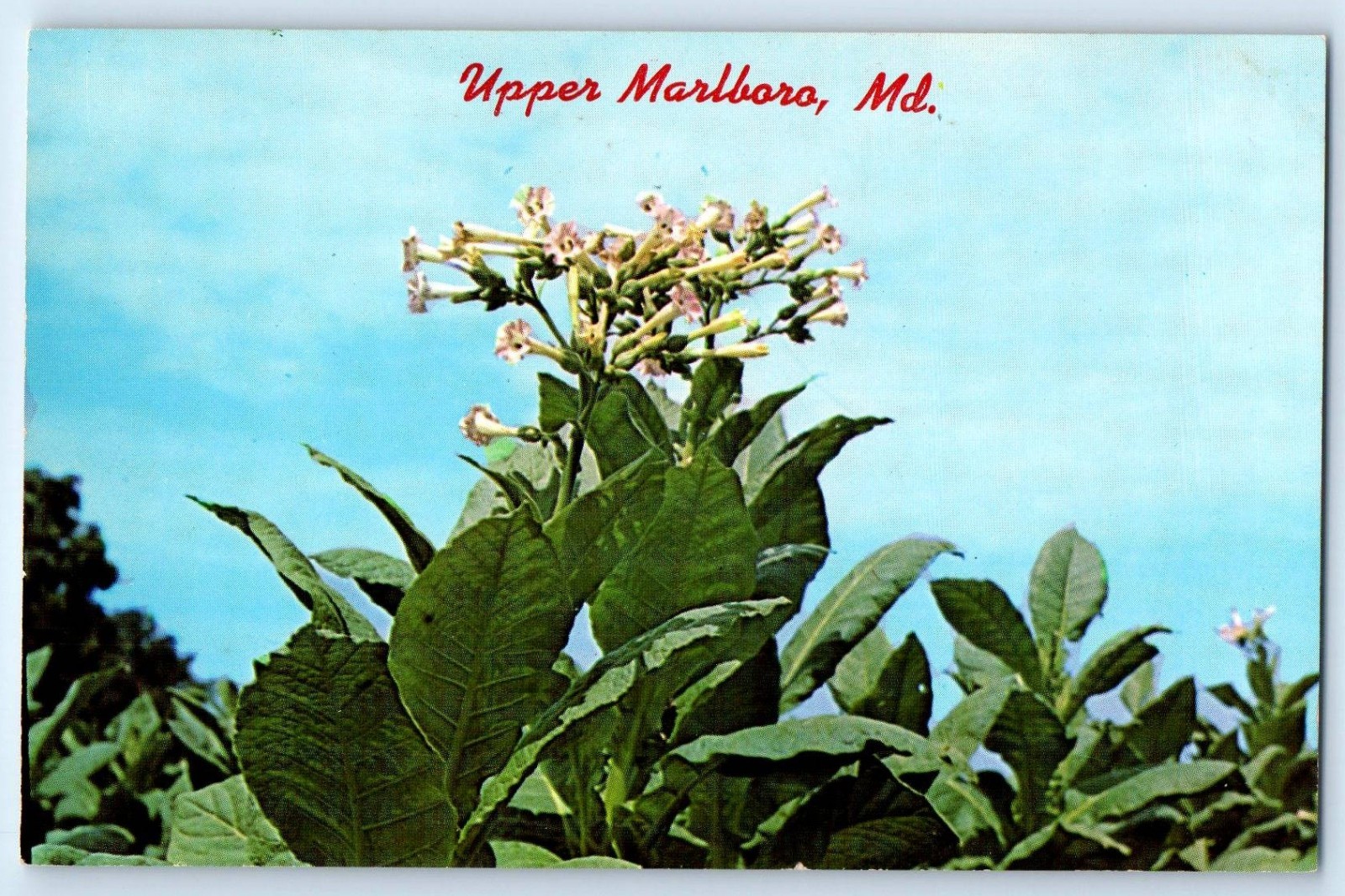 1960 Marlboro Maryland MD Postcard Upper Tobacco Plant Blossom Flowers Unposted