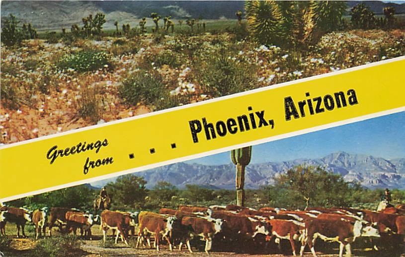 Postcard AZ: Greetings from Phoenix, Arizona, Desert & Cattle Drive