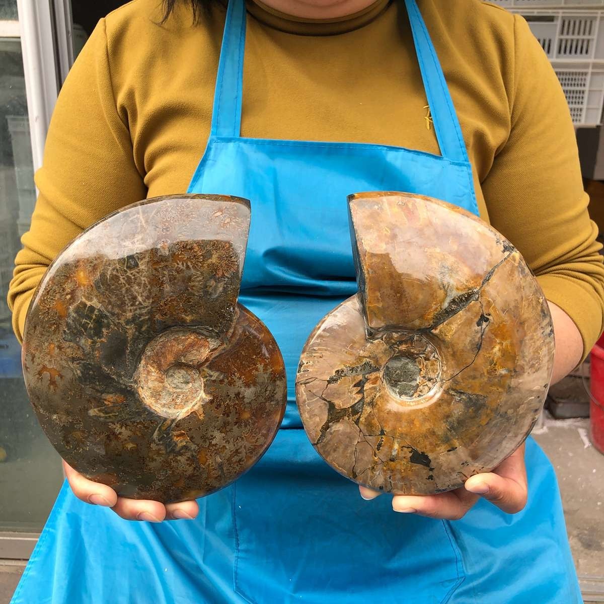 5.43LB 2pc Natural Tentacle Ammonite Fossil Specimen Shell Healing Madagascar