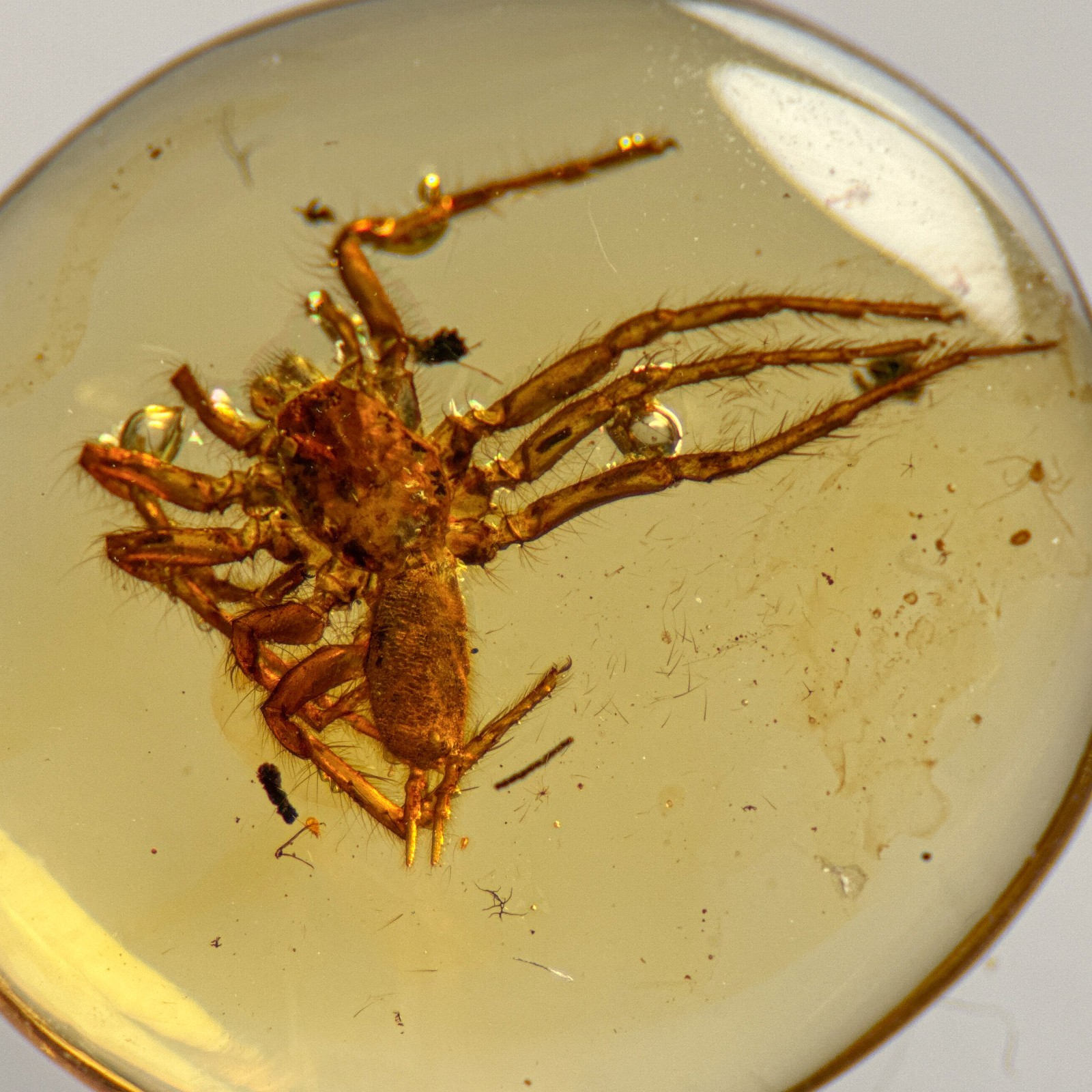 BIG SPIDER in Burmese / Burmite amber fossil / 100% genuine amber