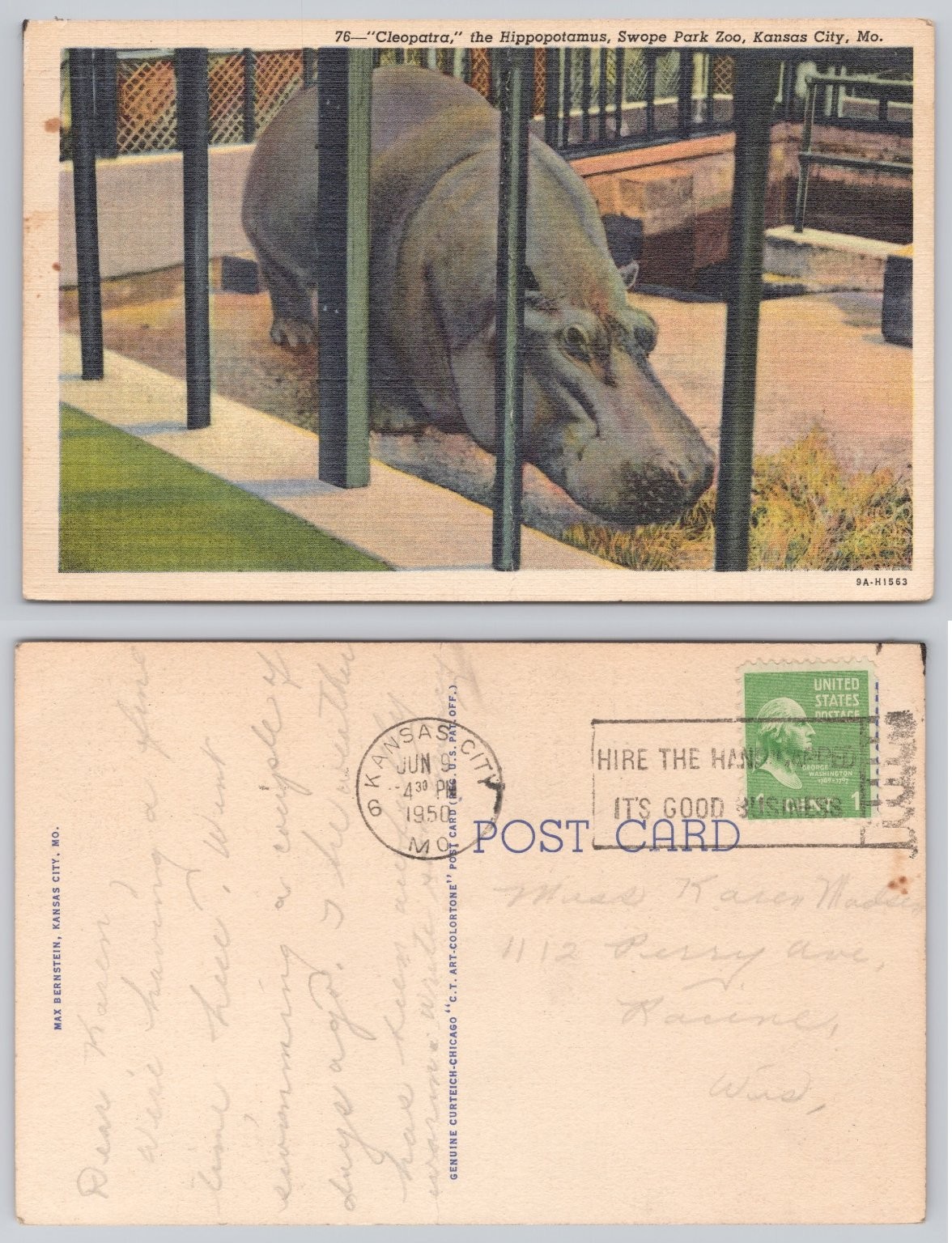 1950 Cleopatra Hippopotamus Swope Park Zoo Kansas City MO Postcard