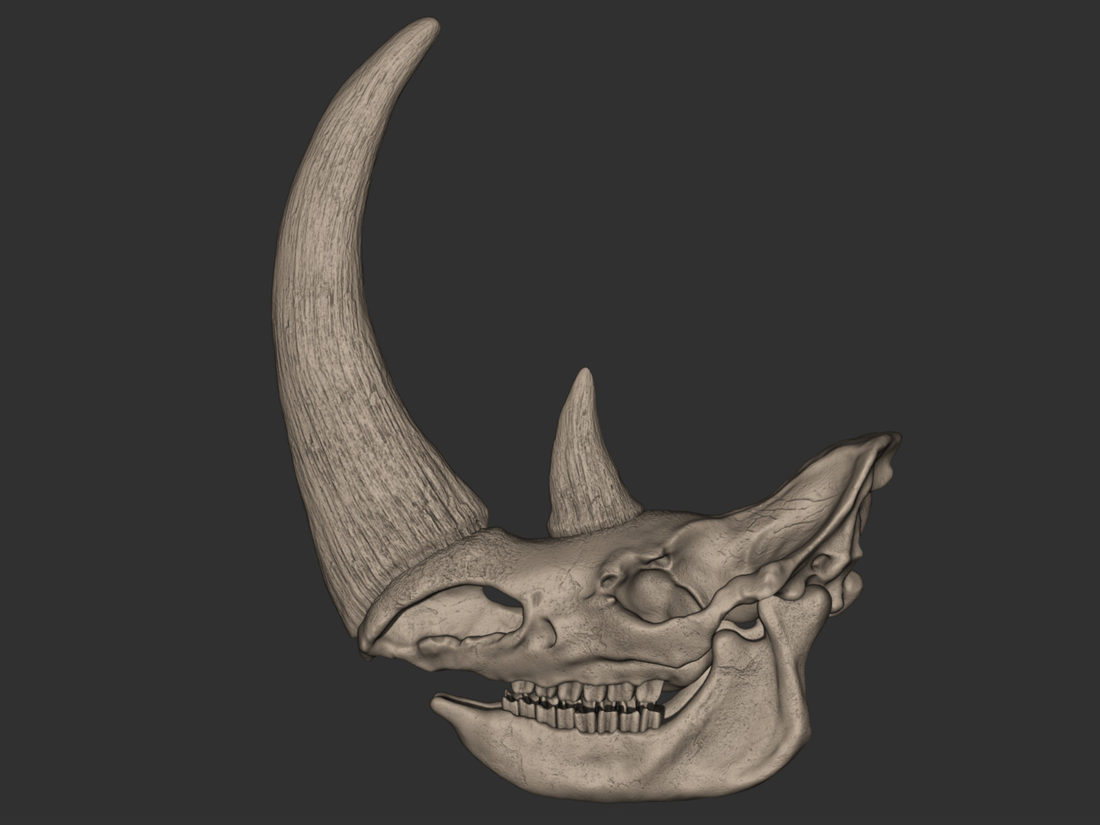 3d printed Woolly Rhinoceros Skull head skull model dinosaur 1:1