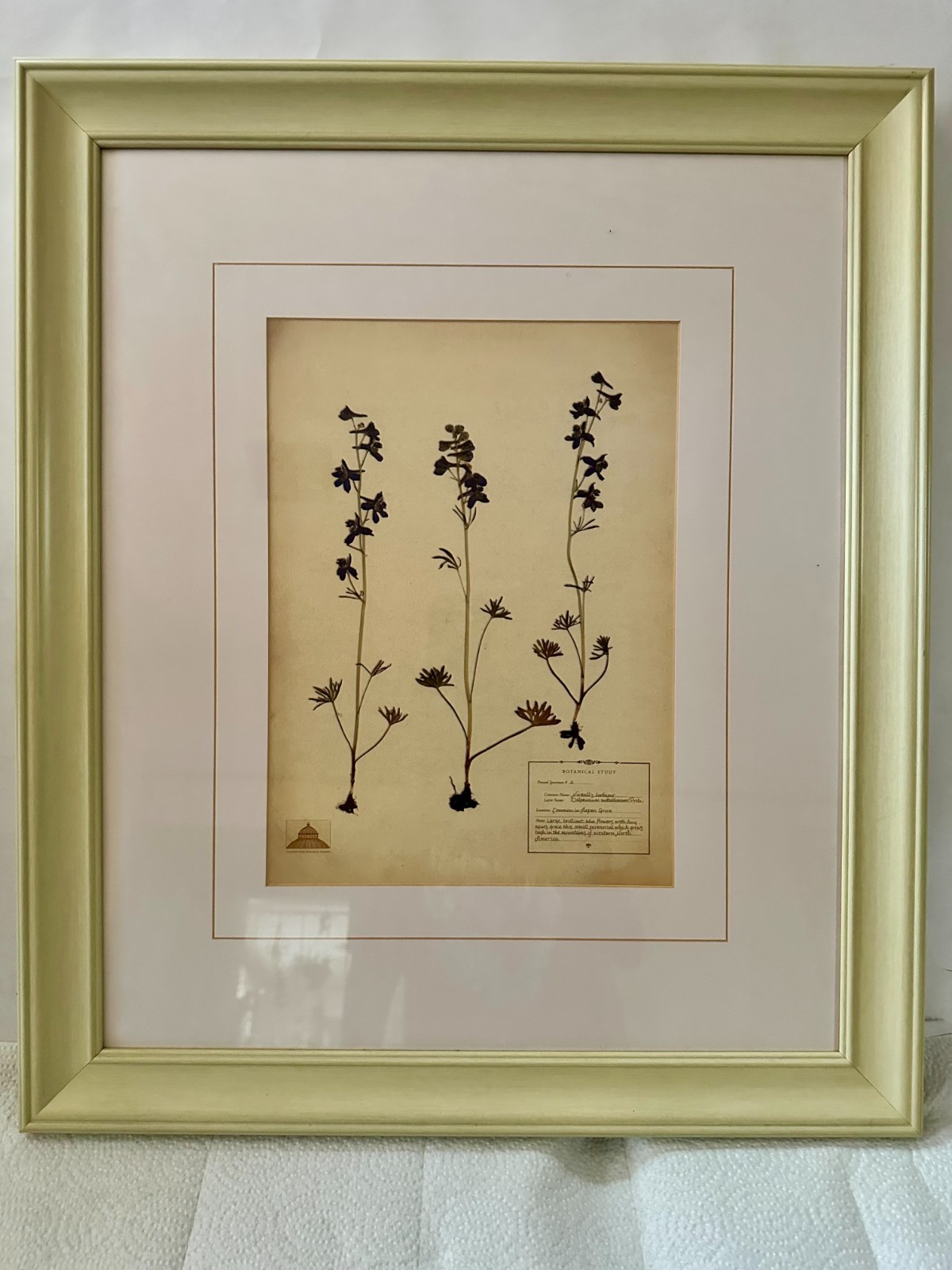 An Original Plant Speciman From The Botanical Gardens In NY From North America.