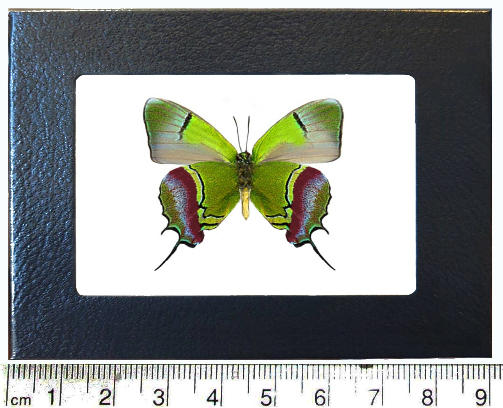 Evenus regalis green red butterfly verso Peru FRAMED