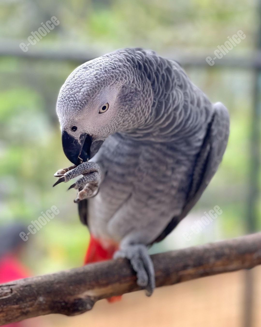 Bird Lover Gift African Grey Parrot Digital Photo Close up Wildlife Photography