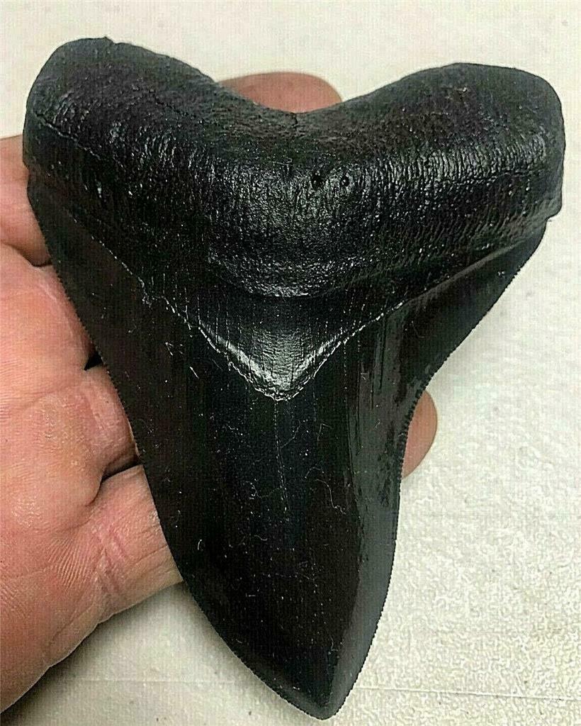 VERY NICE NEARLY PERFECT Megalodon replica tooth 5&1/2