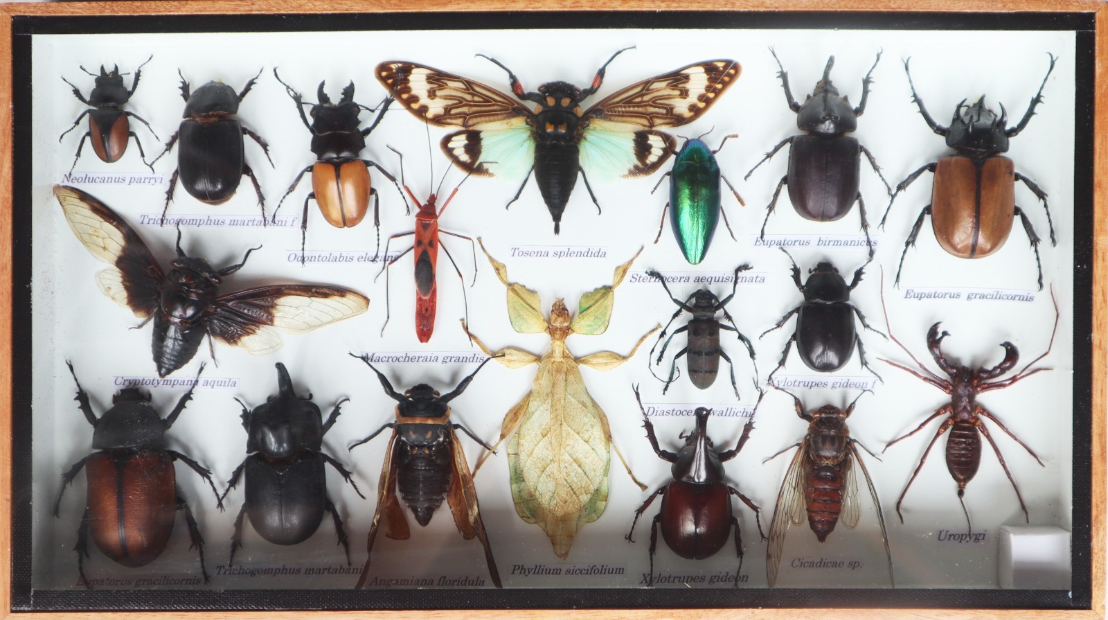 Real Walking Leaf Insect Collection And Mixed Specimens In Wooden Box Display