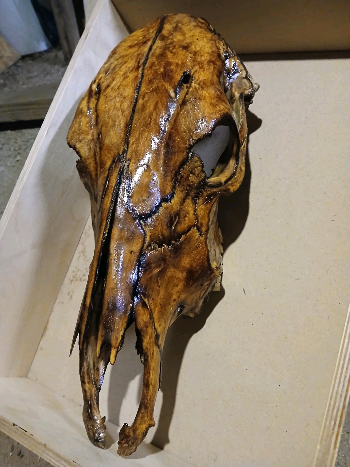 Beautiful Hand Torched Cow Skull
