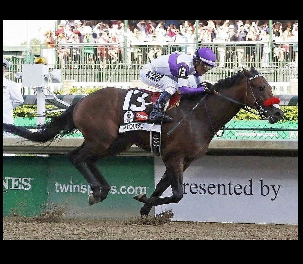 2016 Kentucky Derby Winner Nyquist PHOTO Horse Racing Churchill Downs