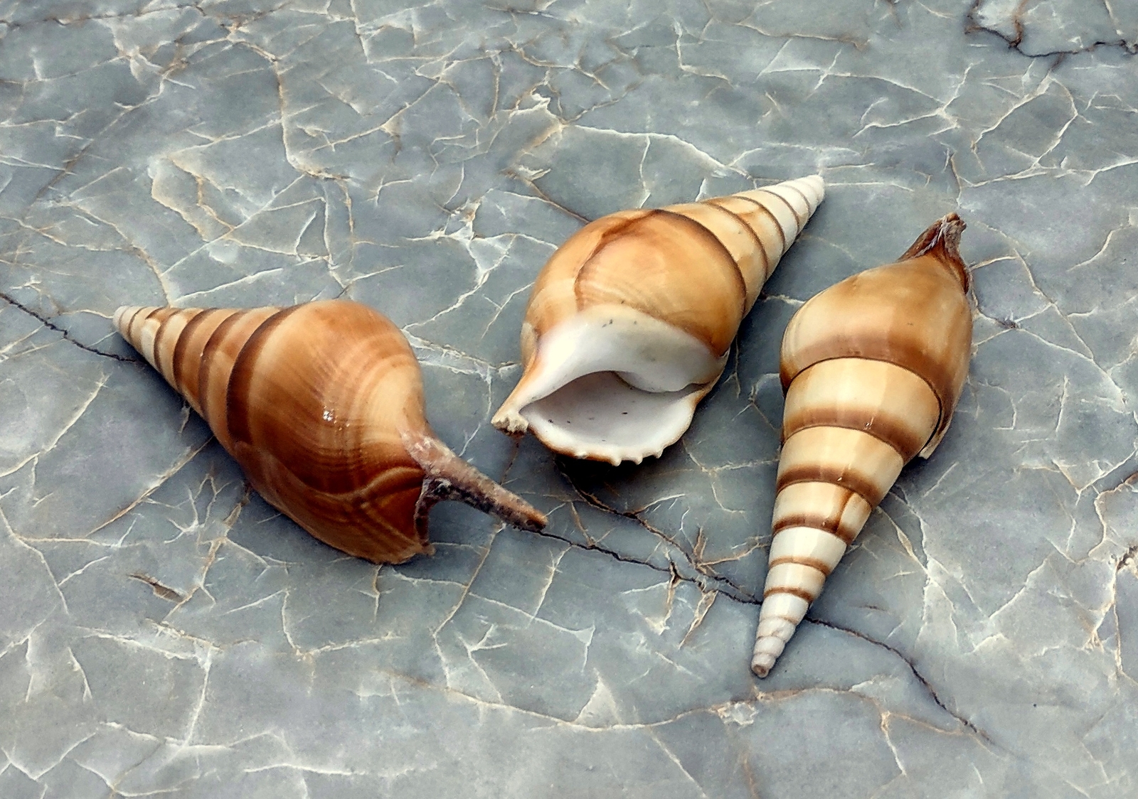 Arabian Tibia Curta Conch Brown Tan Seashell (3 shells approx. 4+ inches)