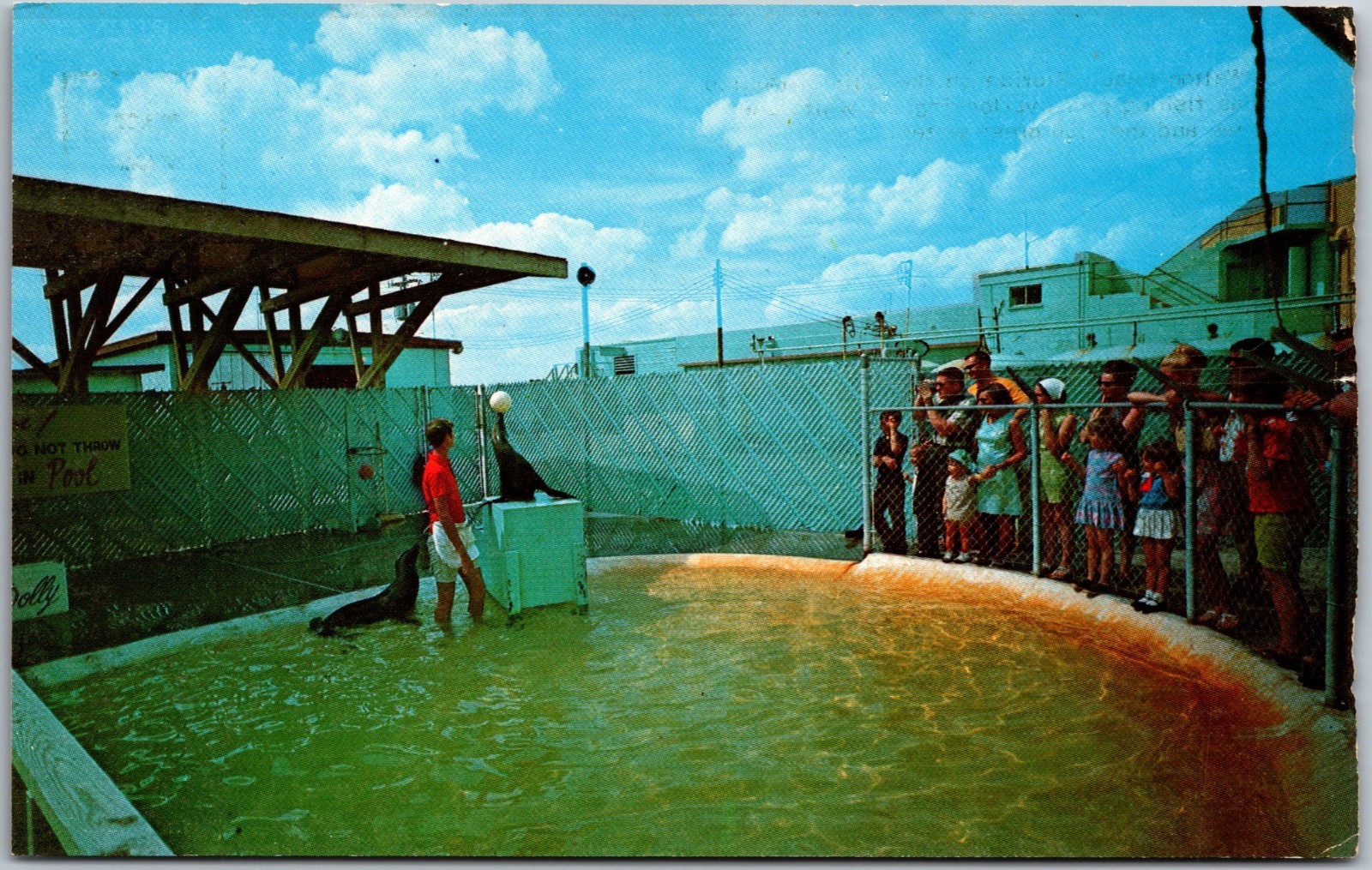 Performing Sea Lions Gulfarium Fort Walton Beach FL Postcard 979