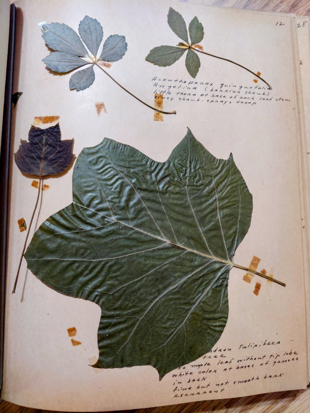 Antique Herbarium Pressed Plant Specimen Book Index 89p Flora Of Cincinnati Park