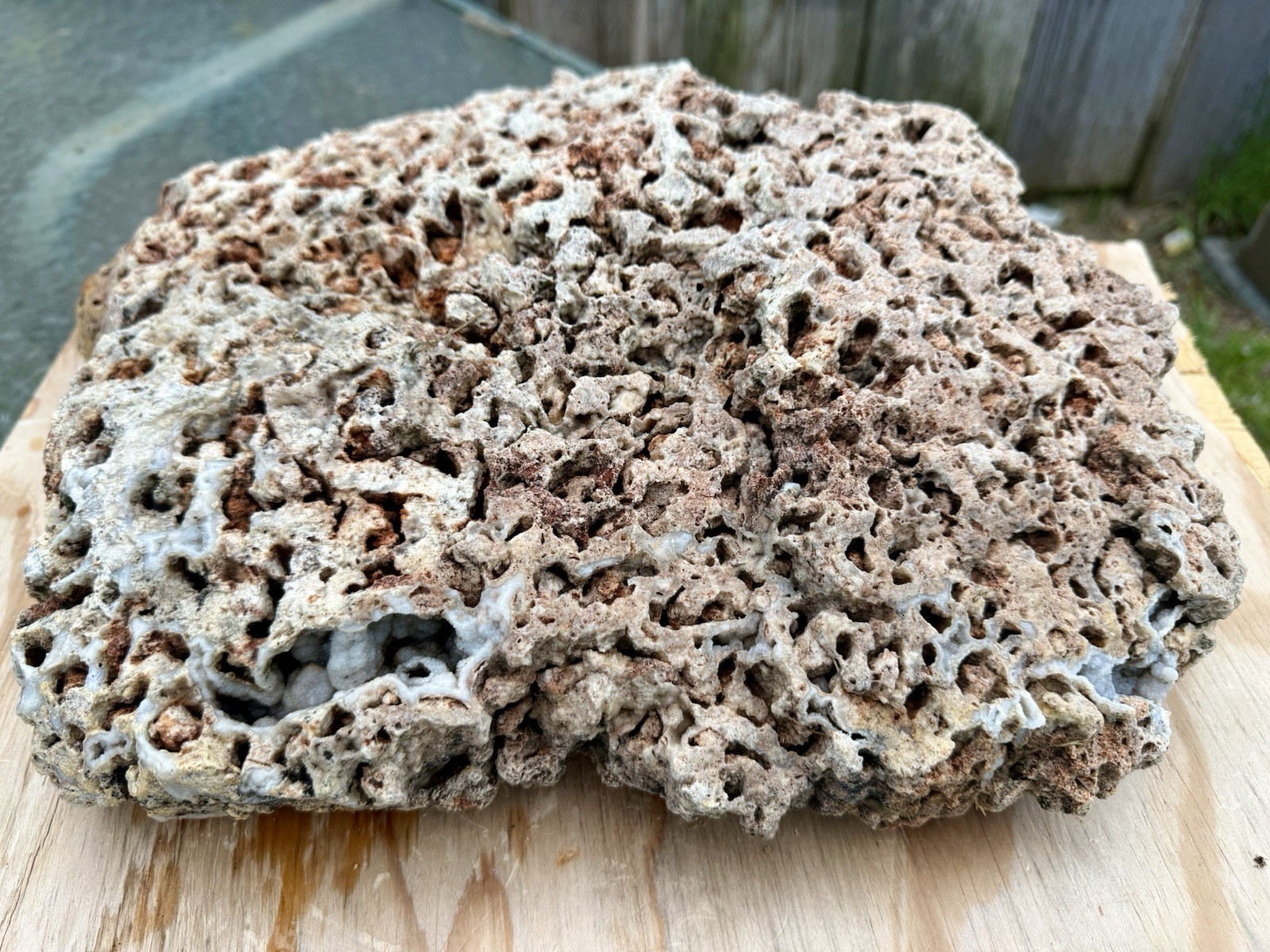 FABULOUS* 23 Lb Fossil Coral - Unique Natural Mound Shaped W/Pretty Chalcedony