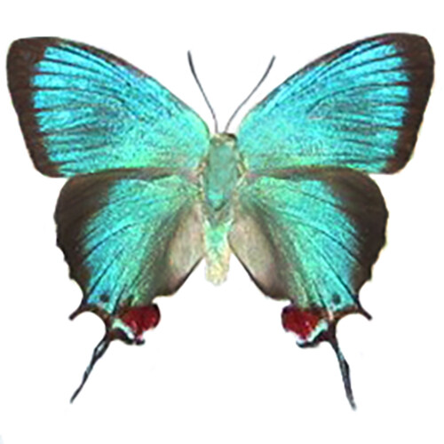 Evenus regalis blue red hairstreak butterfly recto Peru UNMOUNTED/WINGS CLOSED
