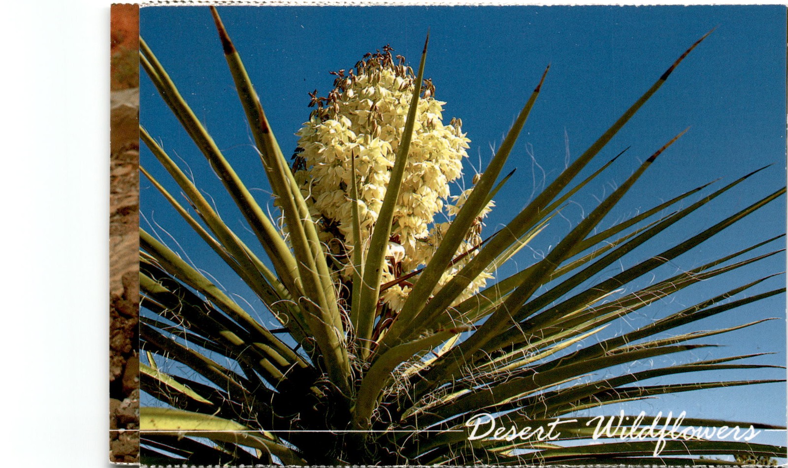Desert Wildflowers, Jimsonweed, Datura inoxia, Michael Collier, Postcard