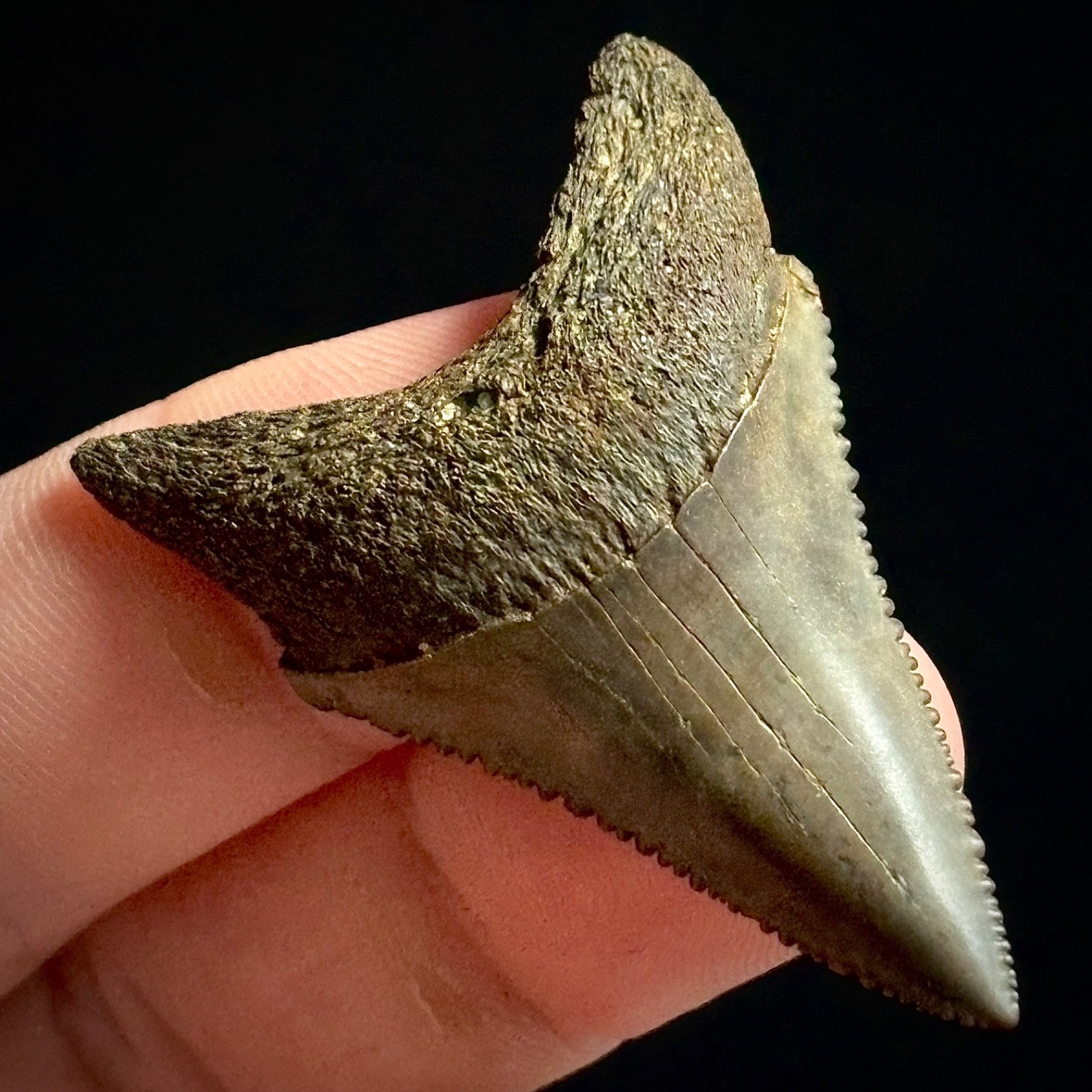 Great White Shark Tooth 1.85\