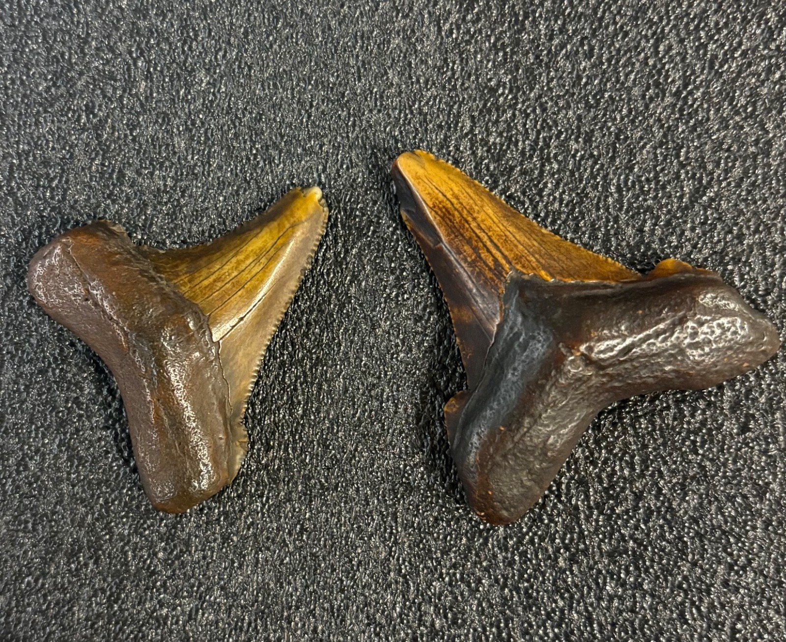 megalodon teeth  These are perfect. Get both for one low price 