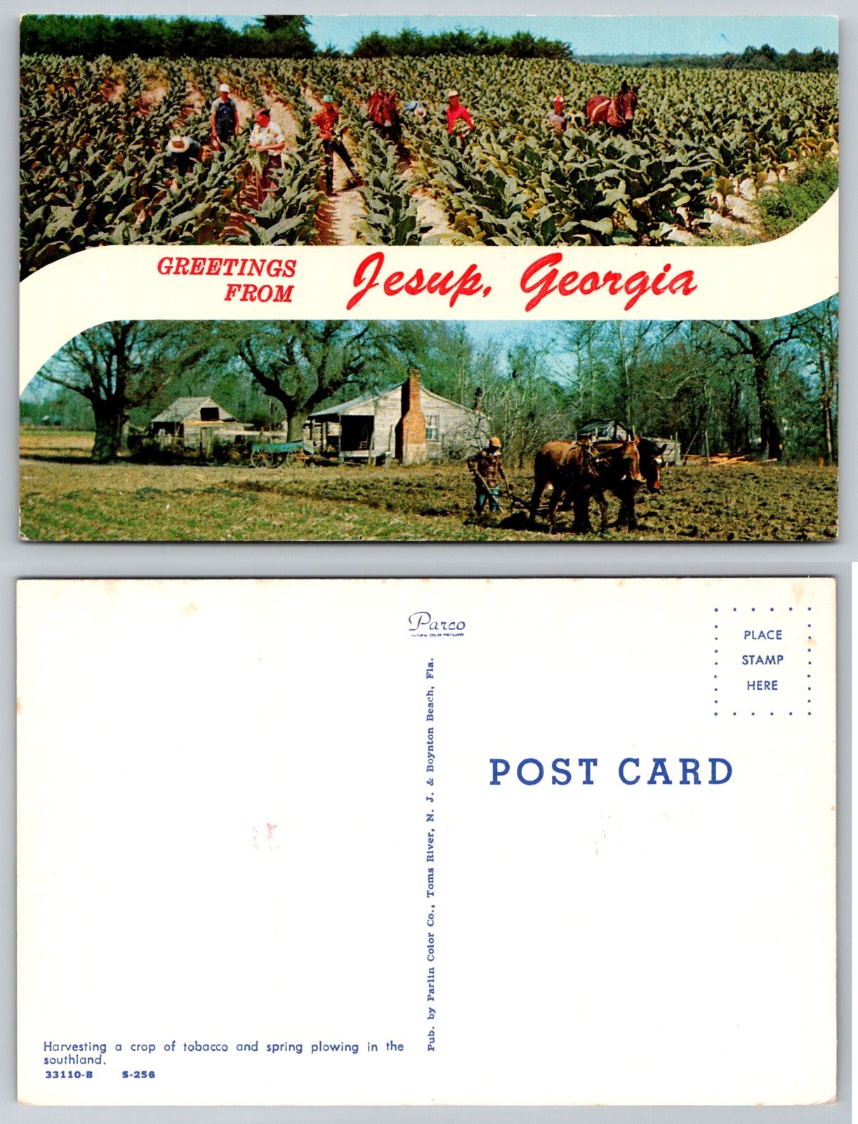 Greetings from Jesup Georgia Large Letter Tobacco Plowing Parlin Color Postcard