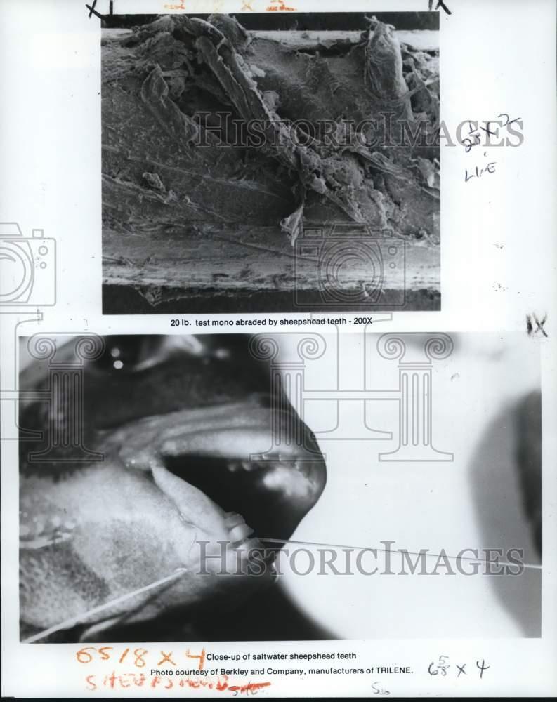 1983 Press Photo Fishing - Close-up view of saltwater sheepshead teeth