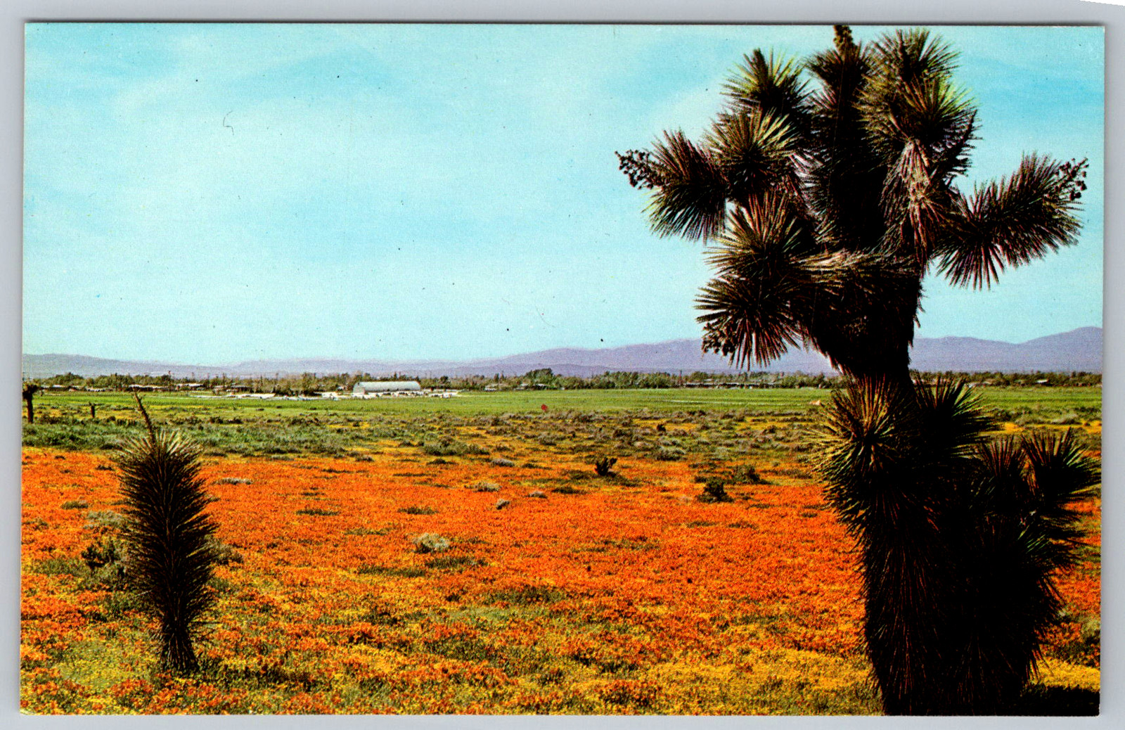 c1970s High Desert wildflowers golden poppies Joshua tree California Postcard