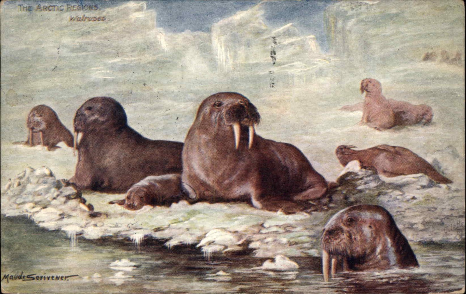 A/s MAUDE SCRIVENER TUCK Arctic Region No. 9187 WALRUS WALRUSES Postcard