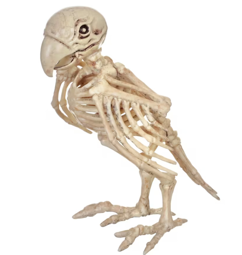 Skeleton Parrot Halloween Prop Gothic Pirate Decor Spooky Party  US