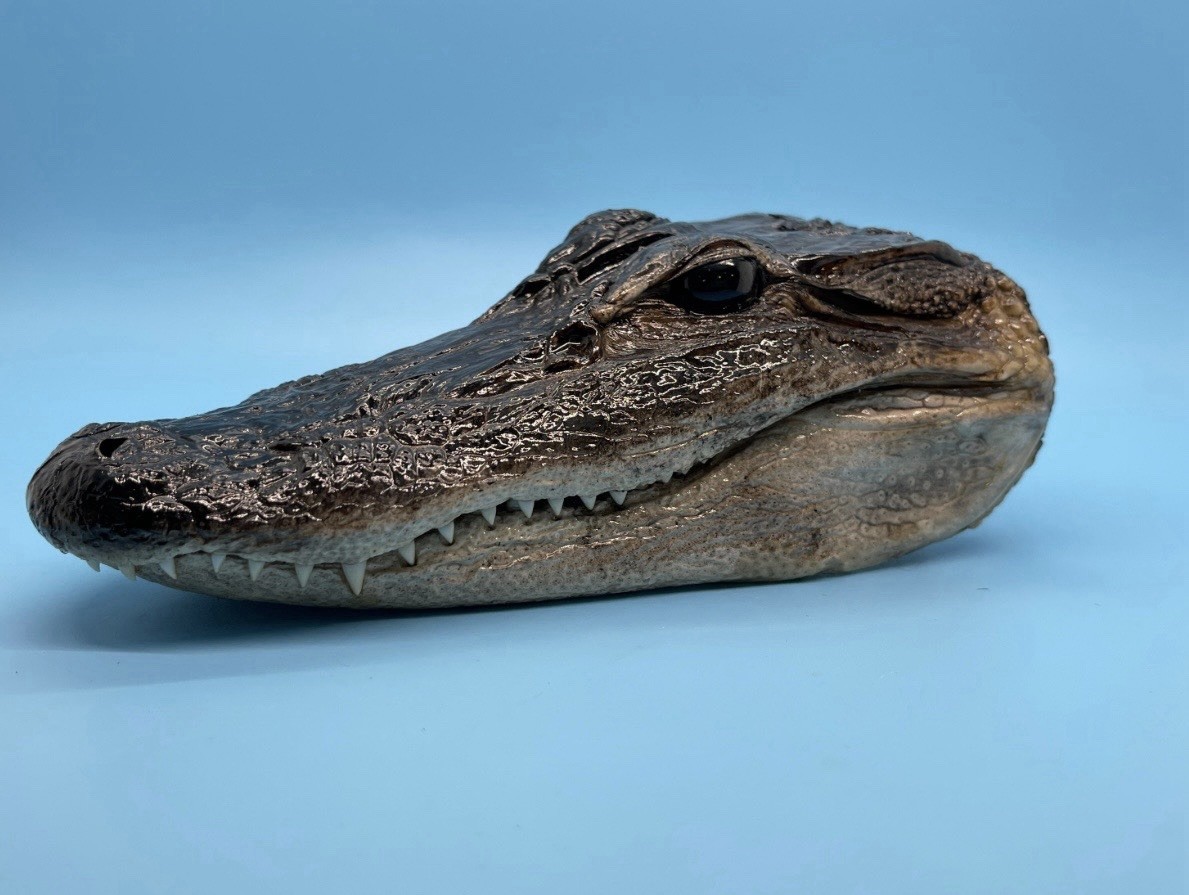 American Alligator Head Closed Mouth 5-6 Inches Genuine Documentation Included