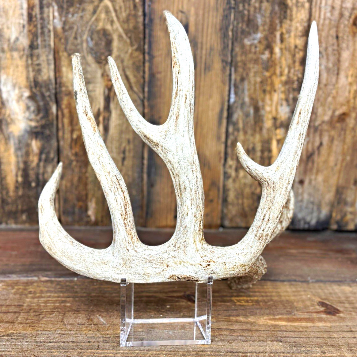 Big typical frame. Cut base but still in great condition