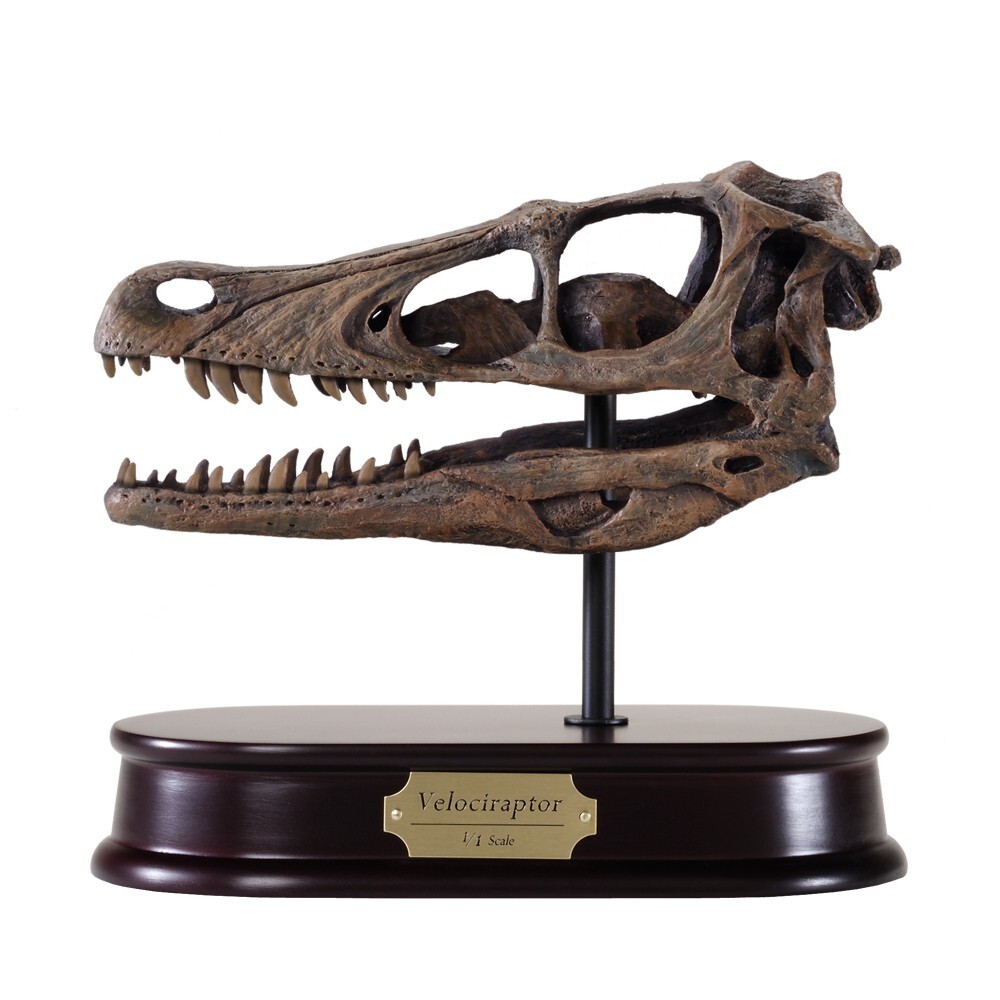 Velociraptor Dinosaur Skull Model 1/1 Scale (Life-Size) Replica by DinoStoreus