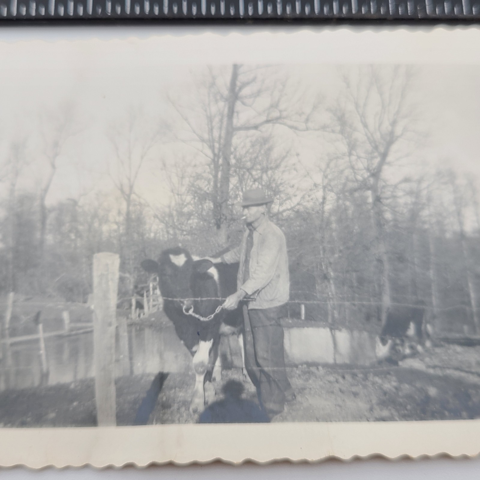 Farmer Man Smoking Cigarette with Cow Bull Farm Snapshot 1940s Vintage Photo